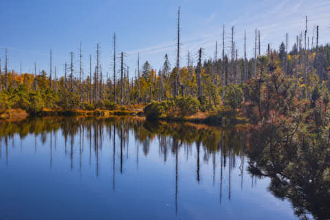 Gemeinde Lindberg Landkreis Regen Latschensee Schachtenwanderung (Dirschl Johann) Deutschland REG